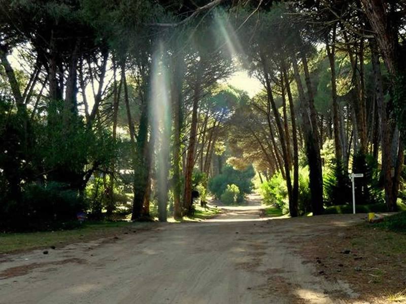 Bosque de Cariló